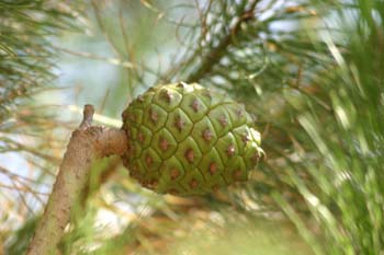 Pino piñonero - Piña (Pinus pinea