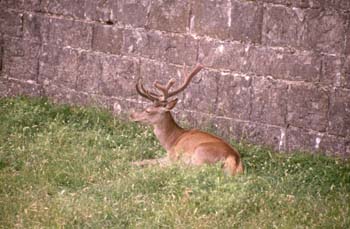 Ciervo común (Cervus elaphus)