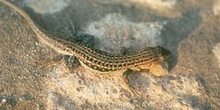 Lagartija colirroja (Acanthodactylus erythrurus)