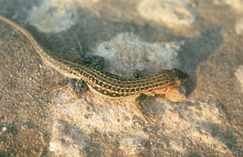 Lagartija colirroja (Acanthodactylus erythrurus)