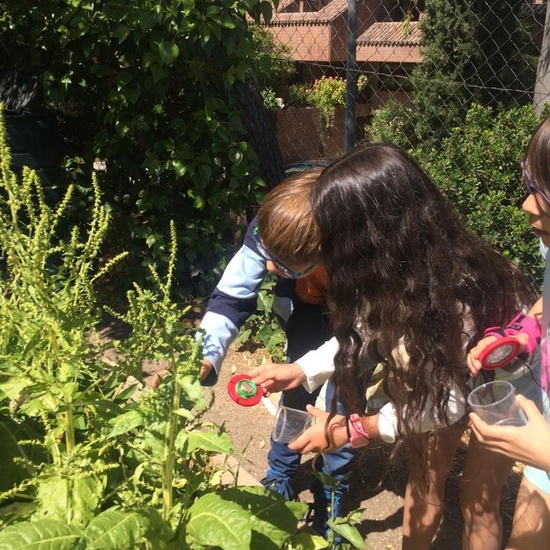 2019_06_11_4º observa insectos en el huerto_CEIP FDLR_Las Rozas 37