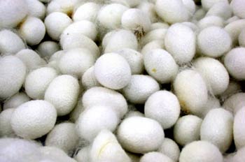 Capullos de gusano de seda