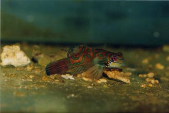 Mandarin (Pterosynchiropus sp.)