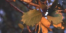 Encina - Hoja (Quercus ilex)