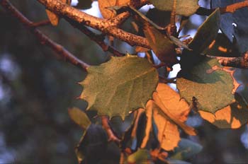 Encina - Hoja (Quercus ilex)