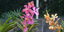 Catleya y orquideas, Jardín botánico, Java, Indonesia