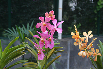 Catleya y orquideas, Jardín botánico, Java, Indonesia