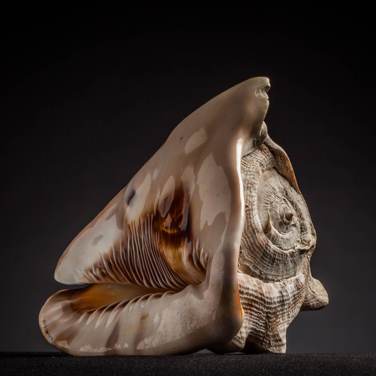 IES_CARDENALCISNEROS_CONCHAS_052