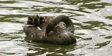 Cisne negro (Cygnus atratus)