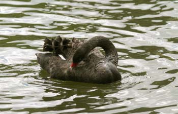 Cisne negro (Cygnus atratus)