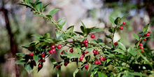  Frutos de ardisia