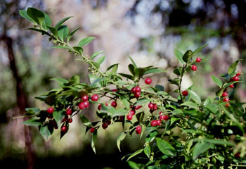  Frutos de ardisia