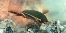 Escarabajo buceador (Dytiscus marginalis)