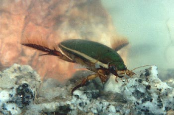 Escarabajo buceador (Dytiscus marginalis)