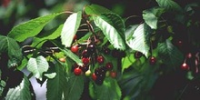 Cerezo - Fruto (Prunus avium)