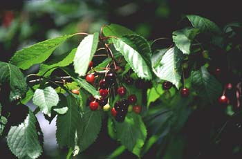 Cerezo - Fruto (Prunus avium)