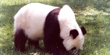 Oso Panda (Ailuropoda melanoleuca)