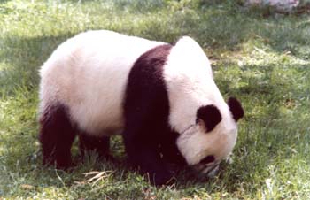 Oso Panda (Ailuropoda melanoleuca)