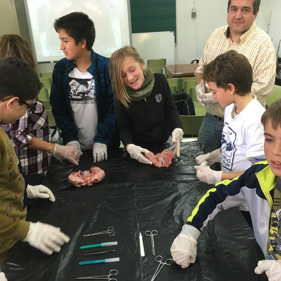 2016-11-09_DISECCION OJO CORDERO (12)