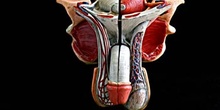 Vista frontal de un aparato reproductor masculino