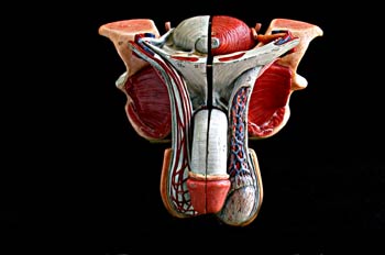 Vista frontal de un aparato reproductor masculino