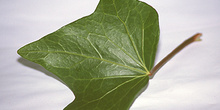 Hoja de hiedra