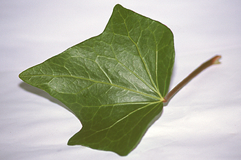 Hoja de hiedra