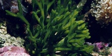 Alga verde (Cloroficea)