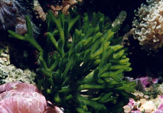 Alga verde (Cloroficea)