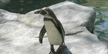 Pingüino de Magallanes (Spheniscus magellanicus)