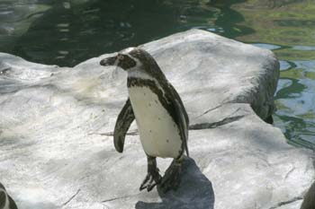 Pingüino de Magallanes (Spheniscus magellanicus)