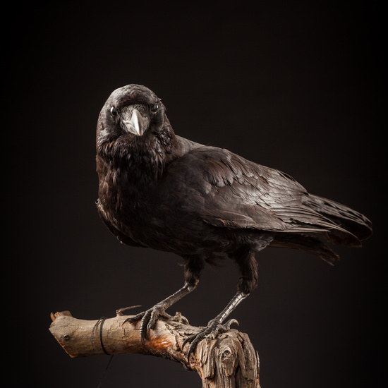 IES_CERVANTES_BIOLOGIA_021