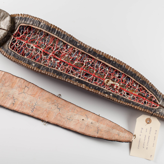 IES_SANISIDRO_MUSEO_Zoolgía_022