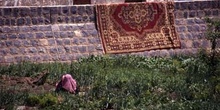 Mujer trabajando en un huerto, con alfombra tendida, Yemen