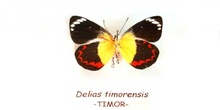 Delias timorensis (Timor)