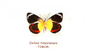 Delias timorensis (Timor)