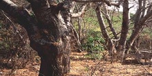 álamo blanco - Tronco (Populus alba)