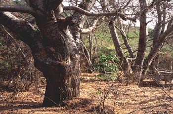 álamo blanco - Tronco (Populus alba)