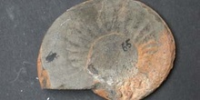 Cotteswoldia subcandida (Ammonites) Jurásico