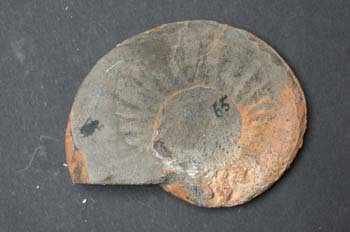 Cotteswoldia subcandida (Ammonites) Jurásico