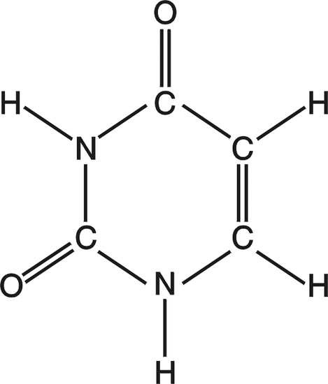 Uracilo