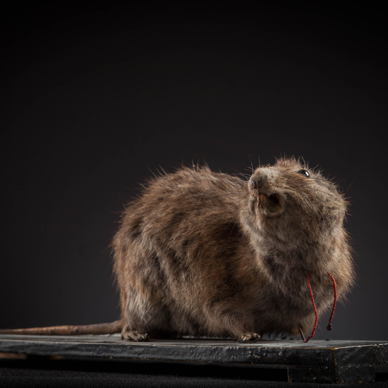 IES_SANISIDRO_MUSEO_Zoolgía_140