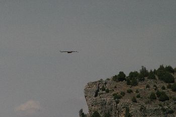 Buitre Leonado, Hoces del Duratón, Segovia, Castilla y León