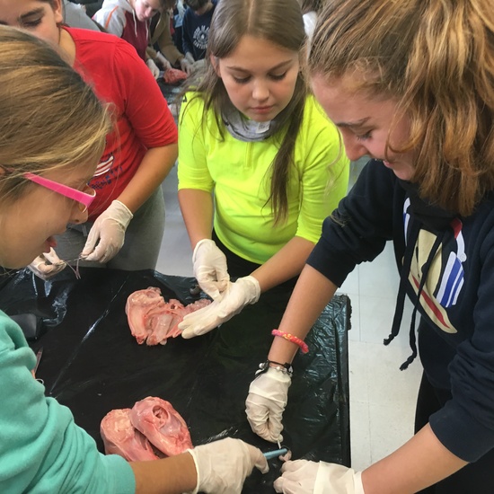 2016-11-09_DISECCION OJO CORDERO (25)