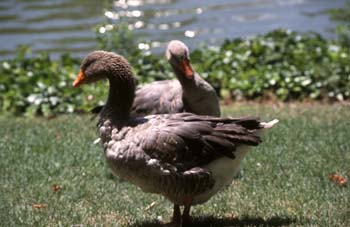 ánsar campestre (ánsar fabalis)