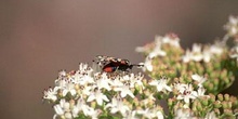 Zigena (Zygaena sp,)