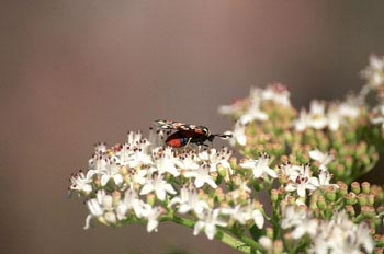 Zigena (Zygaena sp,)