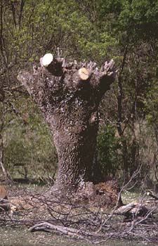 Fresno de hoja estrecha - Porte (Fraxinus angustifolia)