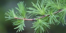 Alerce (Larix laricina)