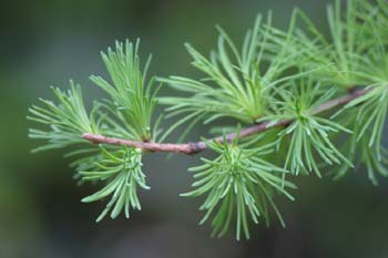 Alerce (Larix laricina)